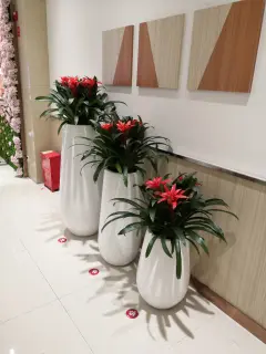 成都艺景园艺·绿植花草租赁、发财树、绿植...