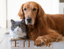 猫咪上门喂养上门遛狗上门喂猫宠物上门到家...