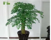 成都温江区绿景园艺绿植.鲜花专业种植，园...