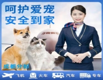 成都宠物全国托运服务14年安全无事故猫狗...