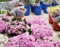 成都鲜花批发市场,品质保障,玫瑰品种多,...