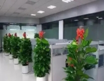 园林绿化 养护  成都写字楼办公室植物租...
