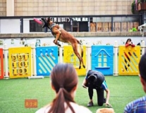 训犬 一对一服务 狗狗训练 宠物狗训练 ...
