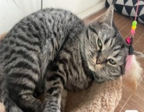 成都家庭式猫咪寄养特优惠