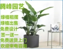 园林绿化、全成都绿植租摆、植物租摆、盆栽...