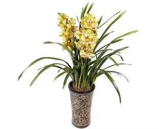 1f59e2a9e37c7f2e32e96e2e7b982799_n_v3a009ad0c6400434b845d6a455880878e_w=338&h=253