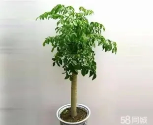 7c62b426a4a76f66457827d7197a8f96_n_v3a925ca4ce8a54da997b2320668dde30a_w=338&h=253