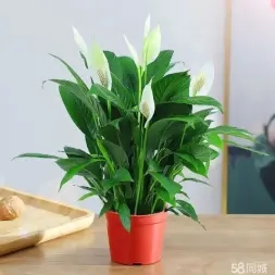 b4f7aa1e910f020b9afe7ce54f3e9274_n_v3643d2a98b9964725ba49b2402727dfaa_w=338&h=253