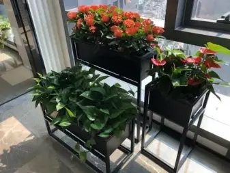 f162a6273b79f503818f77bda65bb2c0_n_v3e8ffed9abfc14de8b7ddb7afc328288f_w=338&h=253